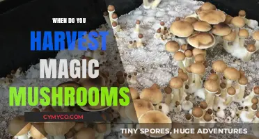 Harvesting Magic Mushrooms: A Guide to Optimal Timing and Conditions