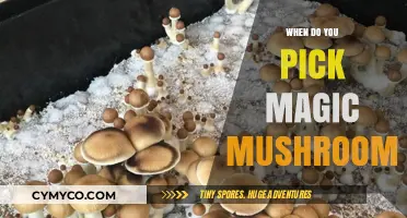 A Guide to Harvesting Magic Mushrooms: Timing and Tips