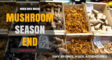 Exploring the Psychedelic Calendar: When Does Magic Mushroom Season Conclude?