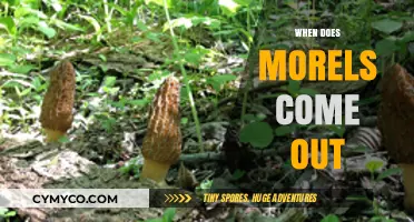 Spring's Hidden Gems: When and Where to Find Morels