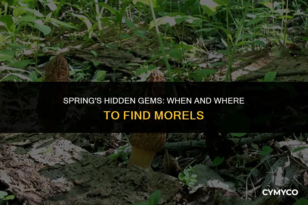 when does morels come out