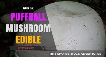 From Forest to Feast: Identifying Edible Puffball Mushrooms