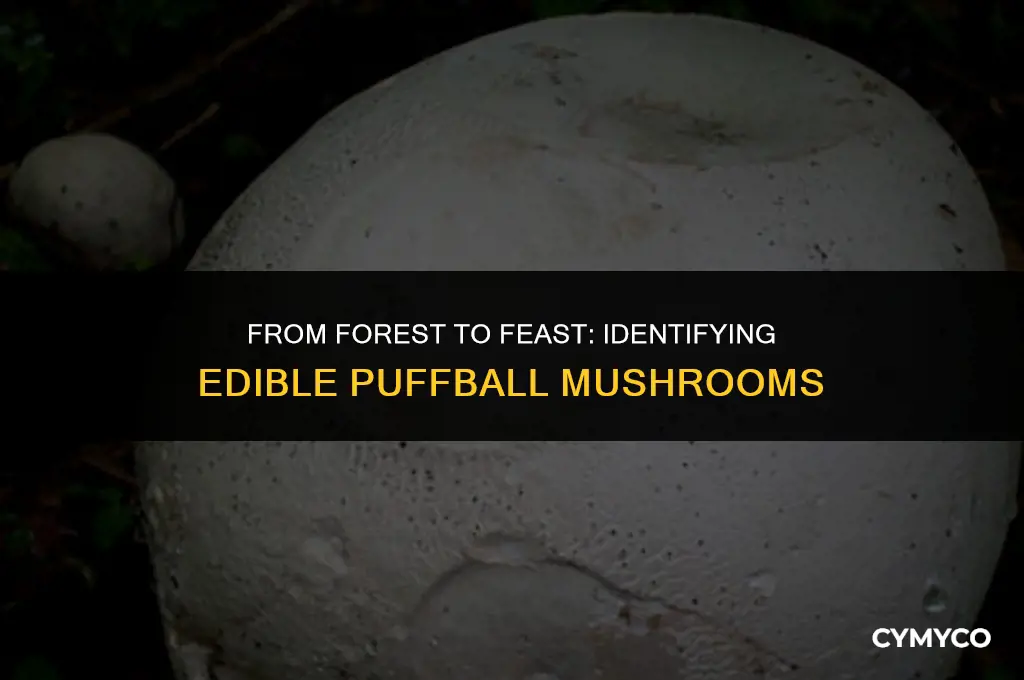 when is a puffball mushroom edible
