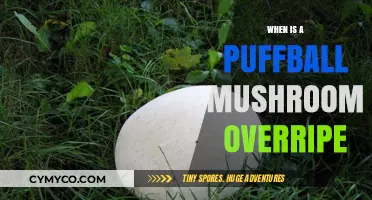 Identifying Overripe Puffball Mushrooms: A Guide for Foragers