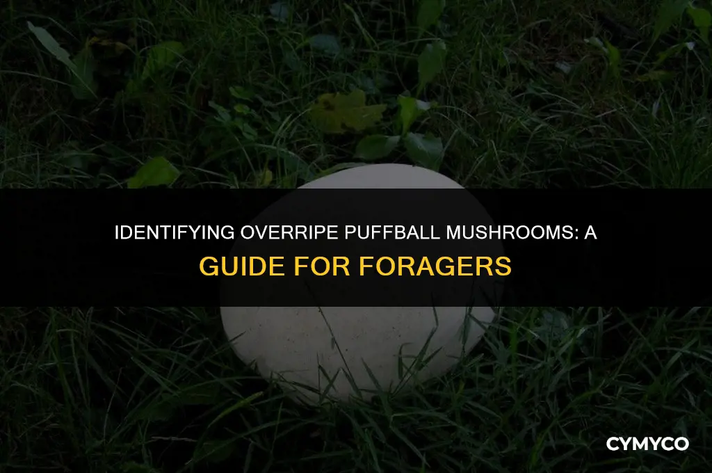 when is a puffball mushroom overripe