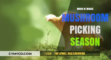Exploring the Optimal Time for Magic Mushroom Foraging