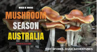 Exploring Australia's Magic Mushroom Season: A Guide to Timing and Safety