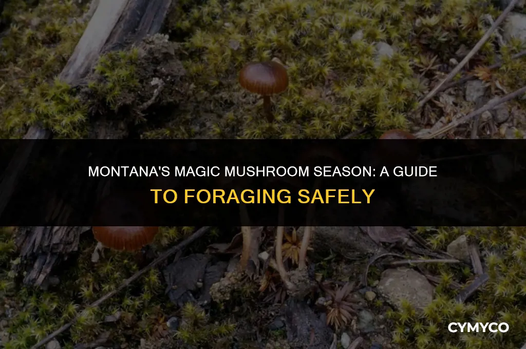 when is magic mushroom season in montana