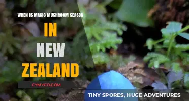 Exploring New Zealand's Magic Mushroom Season: A Guide