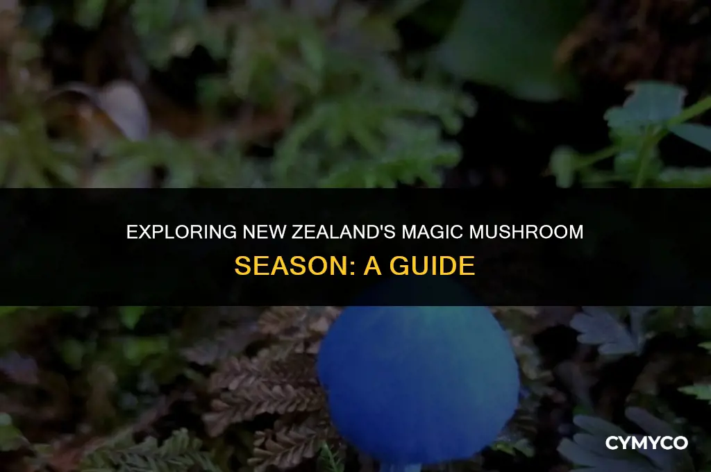when is magic mushroom season in new zealand