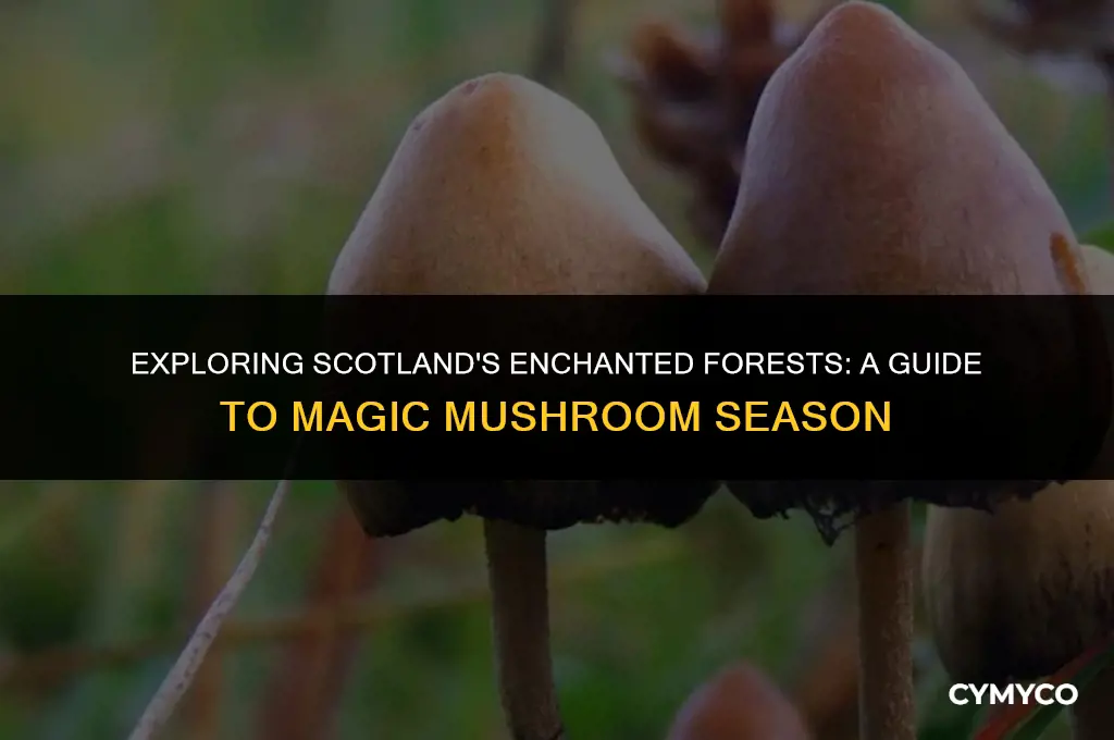 when is magic mushroom season in scotland