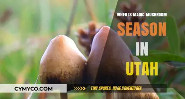 Utah's Psychedelic Harvest: When Magic Mushrooms Thrive
