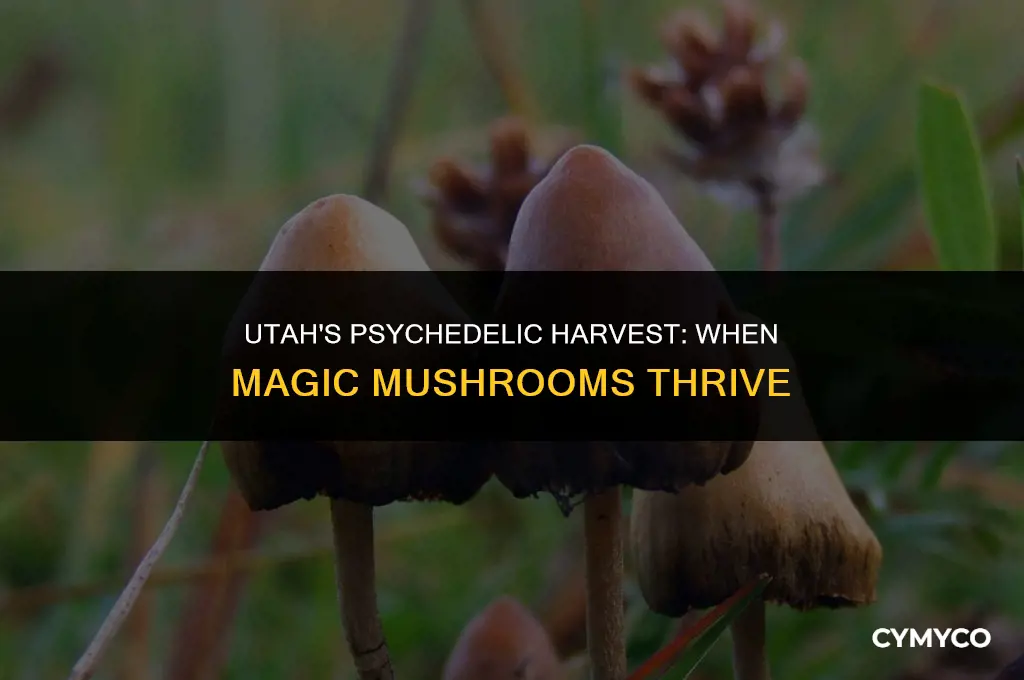 when is magic mushroom season in utah