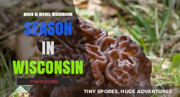 Wisconsin's Morel Mushroom Season: A Guide to Timing and Tasting