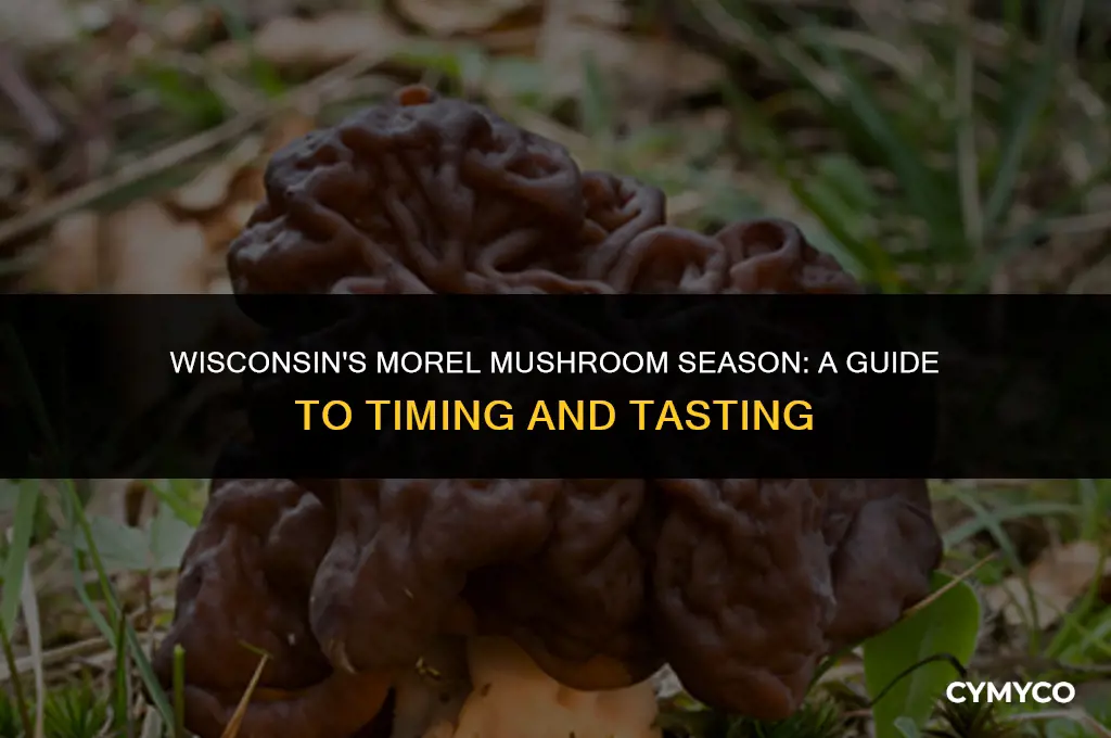 when is morel mushroom season in wisconsin