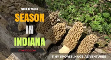 Indiana's Morel Mushroom Hunt: Timing and Tips for a Successful Forage