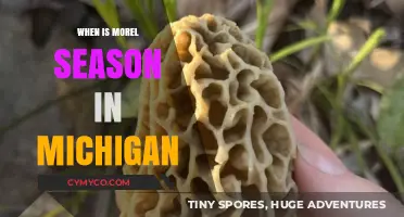 Michigan Morel Mushroom Season: A Guide to the Best Foraging Spots