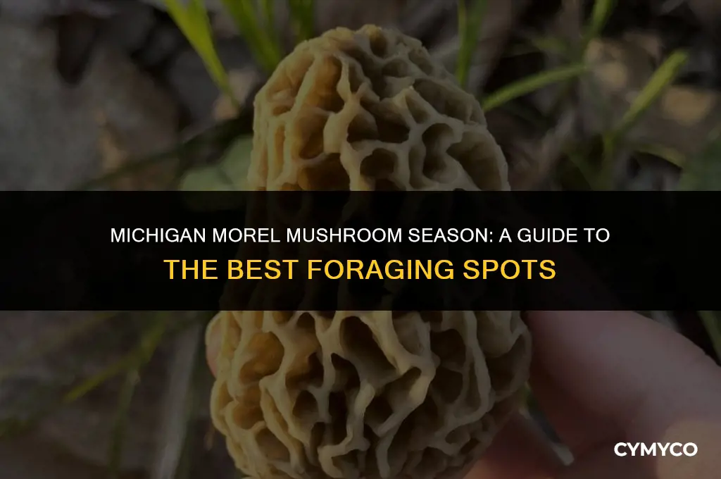 when is morel season in michigan