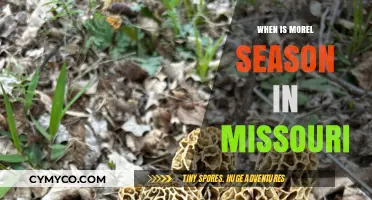 Discovering Morel Mushrooms in Missouri: A Seasonal Guide