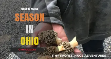 Ohio Morel Mushroom Season: A Guide to Foraging Success