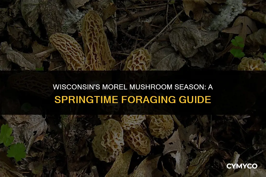 when is morel season in wisconsin