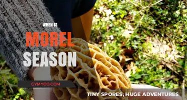 Spring's Bounty: When to Hunt for Morel Mushrooms