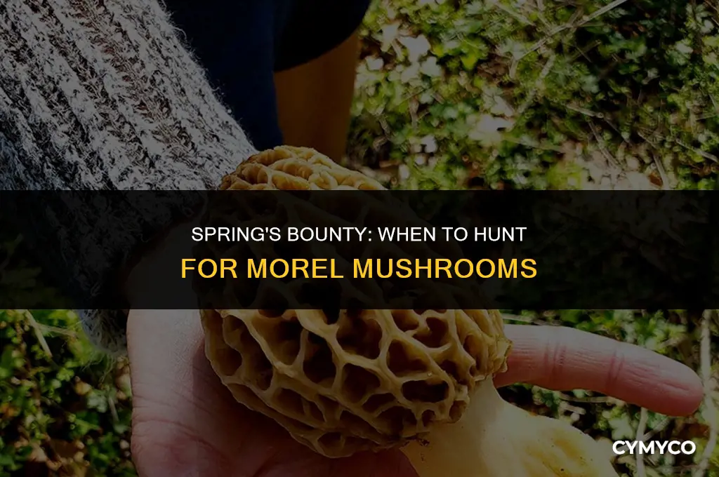when is morel season