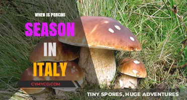 Savoring the Flavor: Italy's Porcini Mushroom Season Unveiled