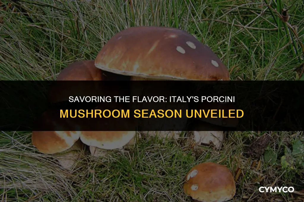 when is porcini season in italy