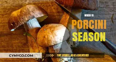 Savoring the Flavor: When Does Porcini Season Begin?
