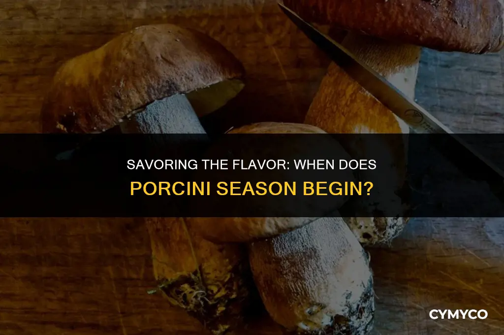 when is porcini season