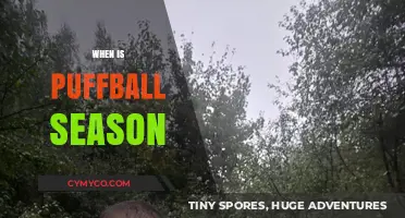 Autumn's Bounty: When to Hunt for Puffballs in the Wild