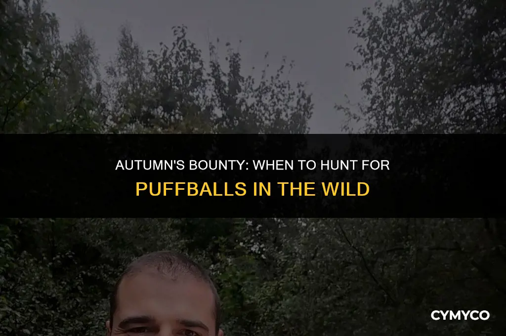 when is puffball season