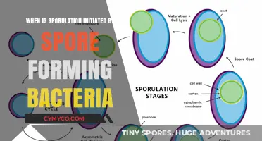 Unveiling the Mystery: When Do Spore-Forming Bacteria Initiate Sporulation?