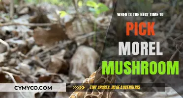 Spring's Bounty: Unveiling the Perfect Moment to Harvest Morel Mushrooms