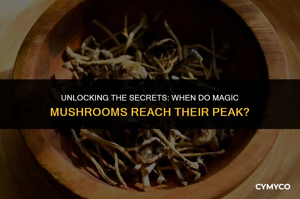 when is the peak magic mushroom