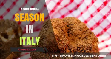 Italy's Truffle Season: When and Where to Hunt for Gourmet Gold