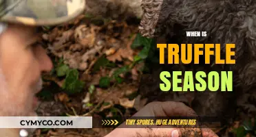 When is Truffle Season: A Guide to Hunting and Harvesting
