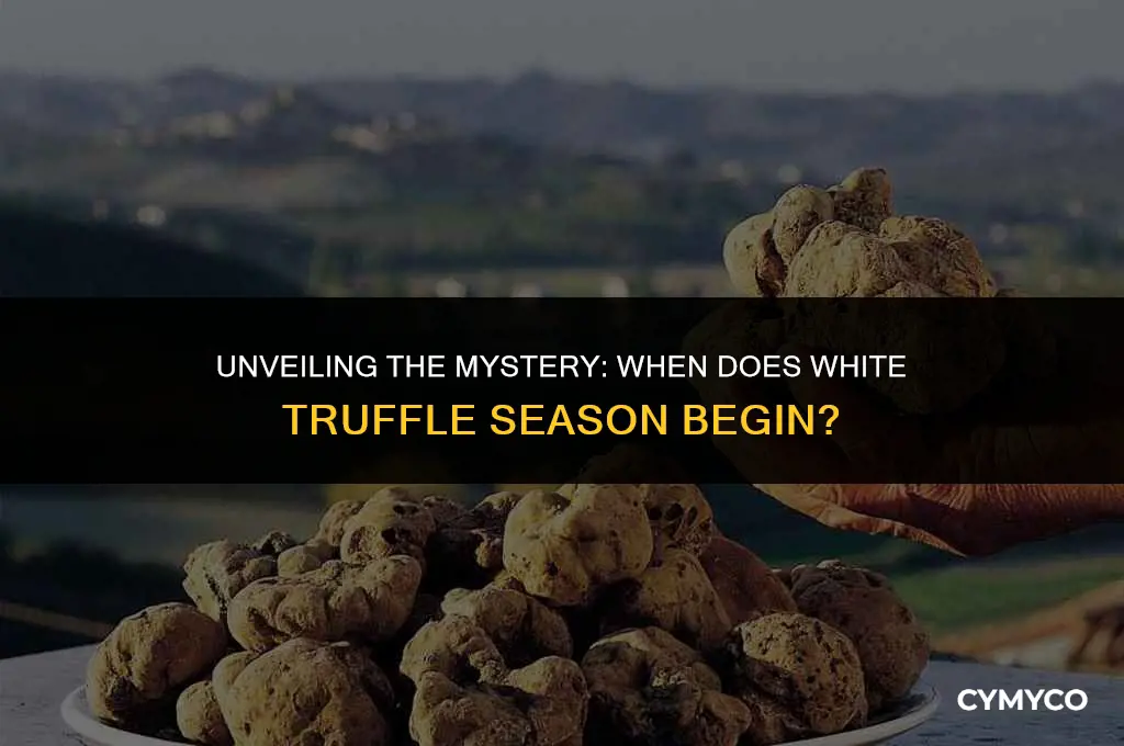 when is white truffle season
