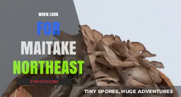 Exploring the Northeast: A Guide to Finding Maitake Mushrooms