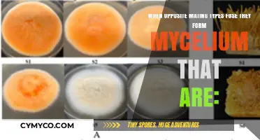 Opposite Mating Types Fuse: Understanding Mycelium Formation and Growth