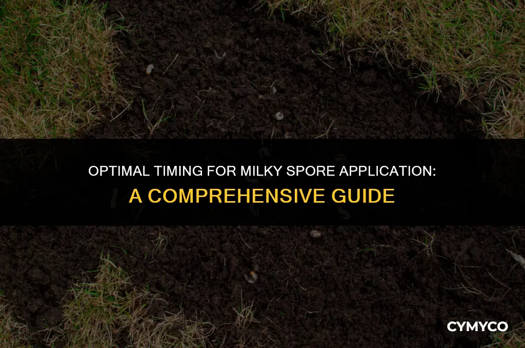 when to apply milky spore
