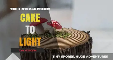 Unveiling the Optimal Light Exposure for Magic Mushroom Cakes