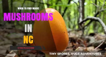 Exploring Nature's Bounty: A Guide to Finding Magic Mushrooms in NC