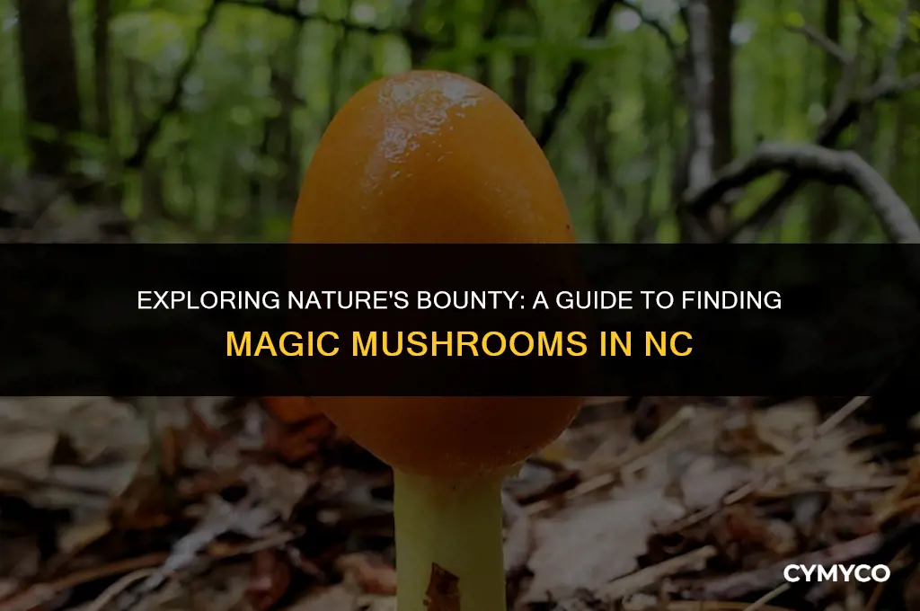 when to find magic mushrooms in nc