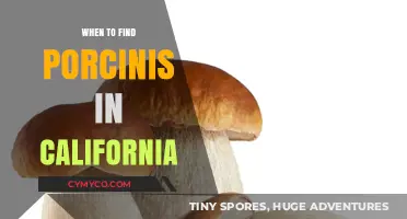 Discovering California's Porcini Mushrooms: A Seasonal Guide