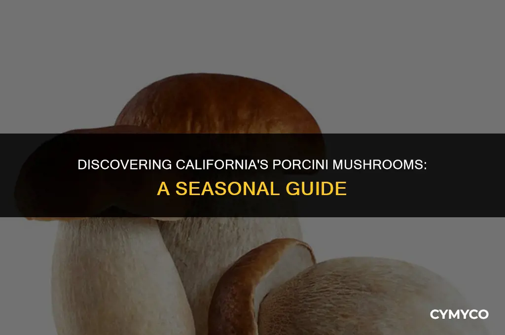 when to find porcinis in california