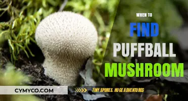 Discovering Puffball Mushrooms: A Seasonal Guide for Foragers