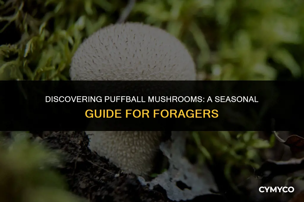 when to find puffball mushrooms
