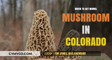 Colorado Morel Mushroom Season: A Guide to Optimal Foraging Times